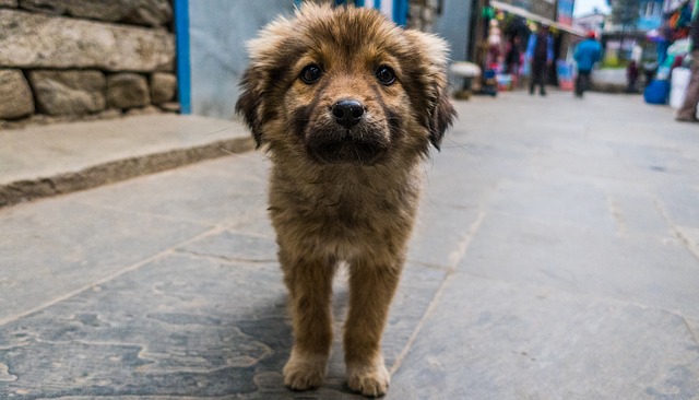 Las jaurías de perros son comunes en las ciudades de Rusia porque rechazan que se estilicen a las mascotas.