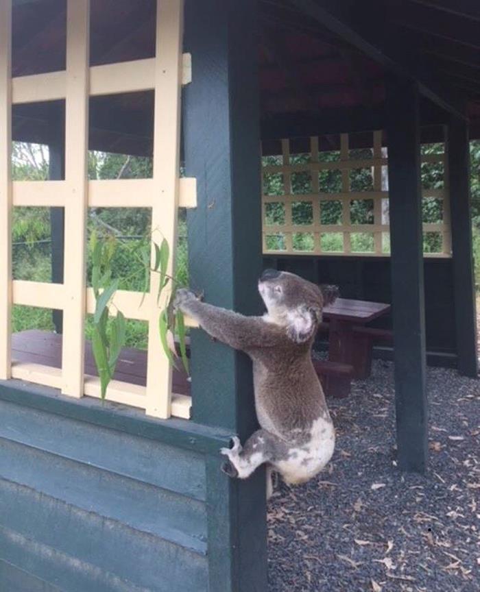 Se ignora si el marsupial ya estaba muerto cuando fue atornillado al poste.