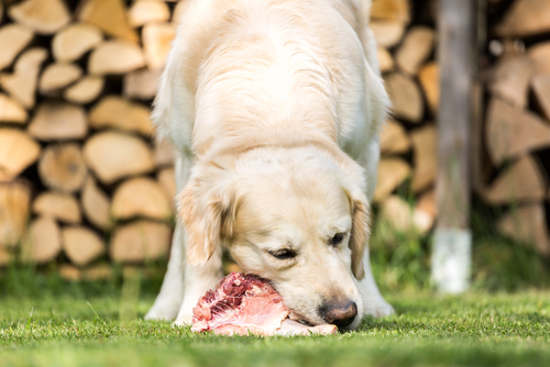 Alimentar a los perros con carne cruda puede afectar su salud. 