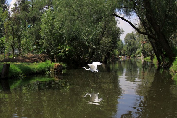 En el presupuesto para 2018 se destinaron recursos para el rescate de la zona chinampera y ejidal de Xochimilco y Tláhuac.