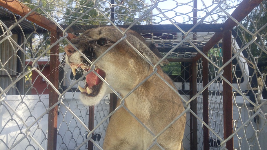 El puma era apto para sobrevivir por tener las condiciones físicas para mantenerse en vida silvestre.
