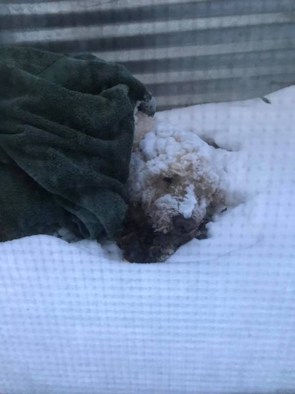 El perro de raza Goldendoodle permaneció bajo la nieve durante cinco días en Minnesota.