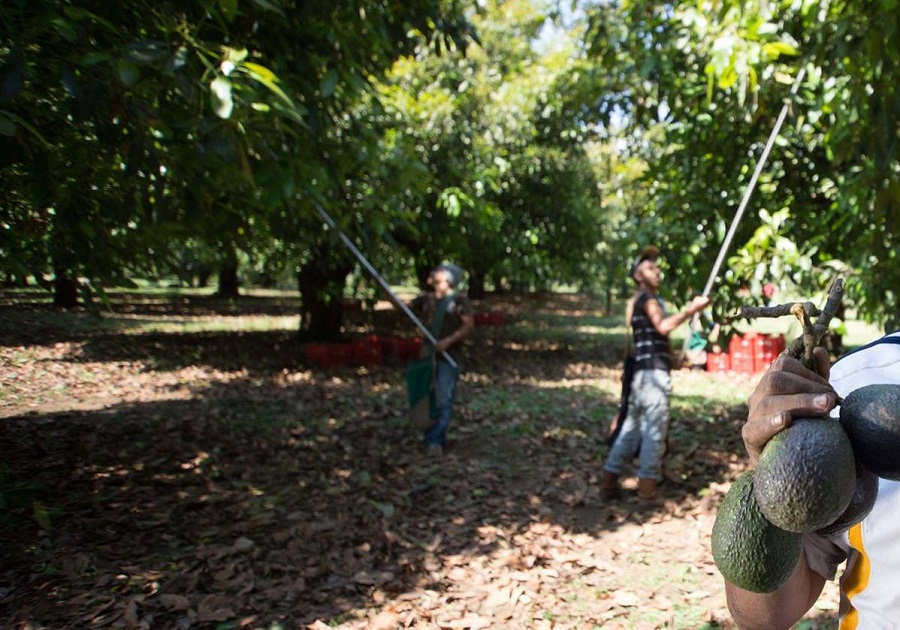 Cultivos de aguacate en Coatepec Harinas con afectaciones. 