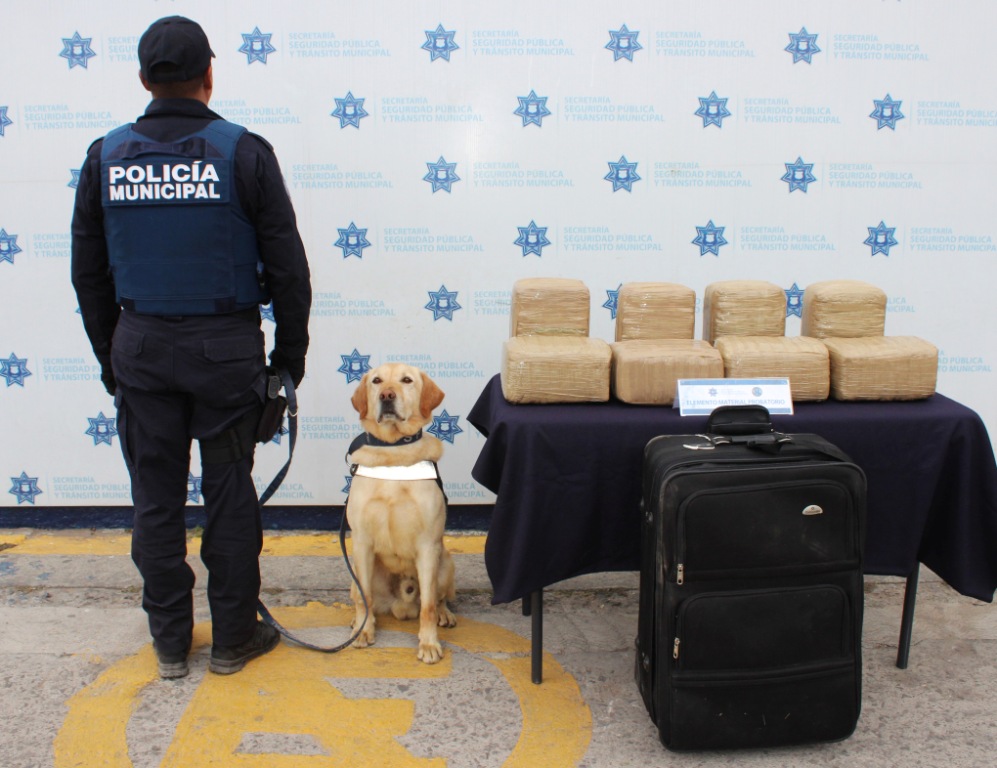 La Unidad Canina detectó que en el interior de la maleta se hallaban 17 kilogramos de marihuana.