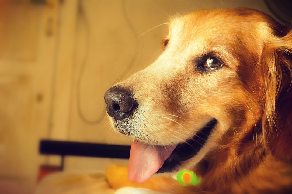 Prueba estos remedios para mejorar el aliento de tu perro. 