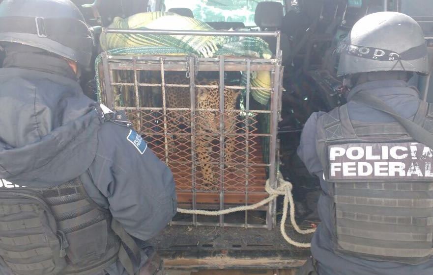 El jaguar se encontraba dentro de una jaula y fue abandonado cerca de la carretera La Junta – Guerrero.