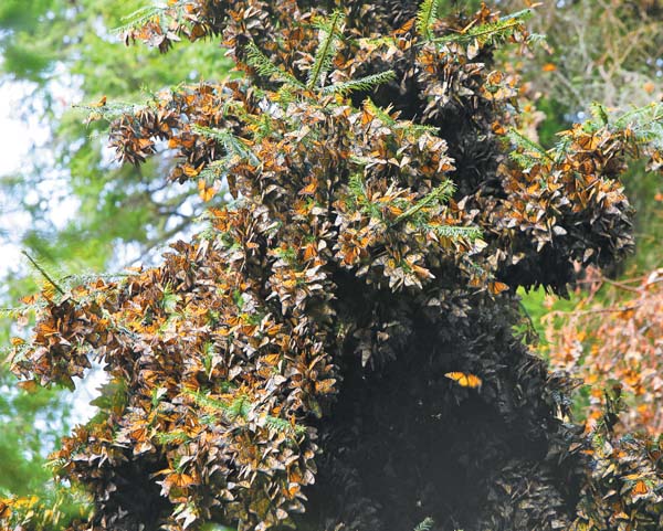 Reportan que hay más de 30 árboles ocupados por la mariposa.