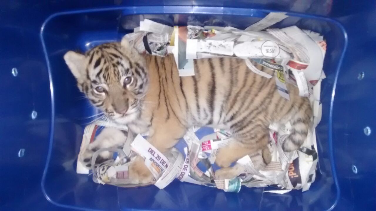 El animal quedó a disposición del personal de Profepa y junto a las autoridades ministeriales.