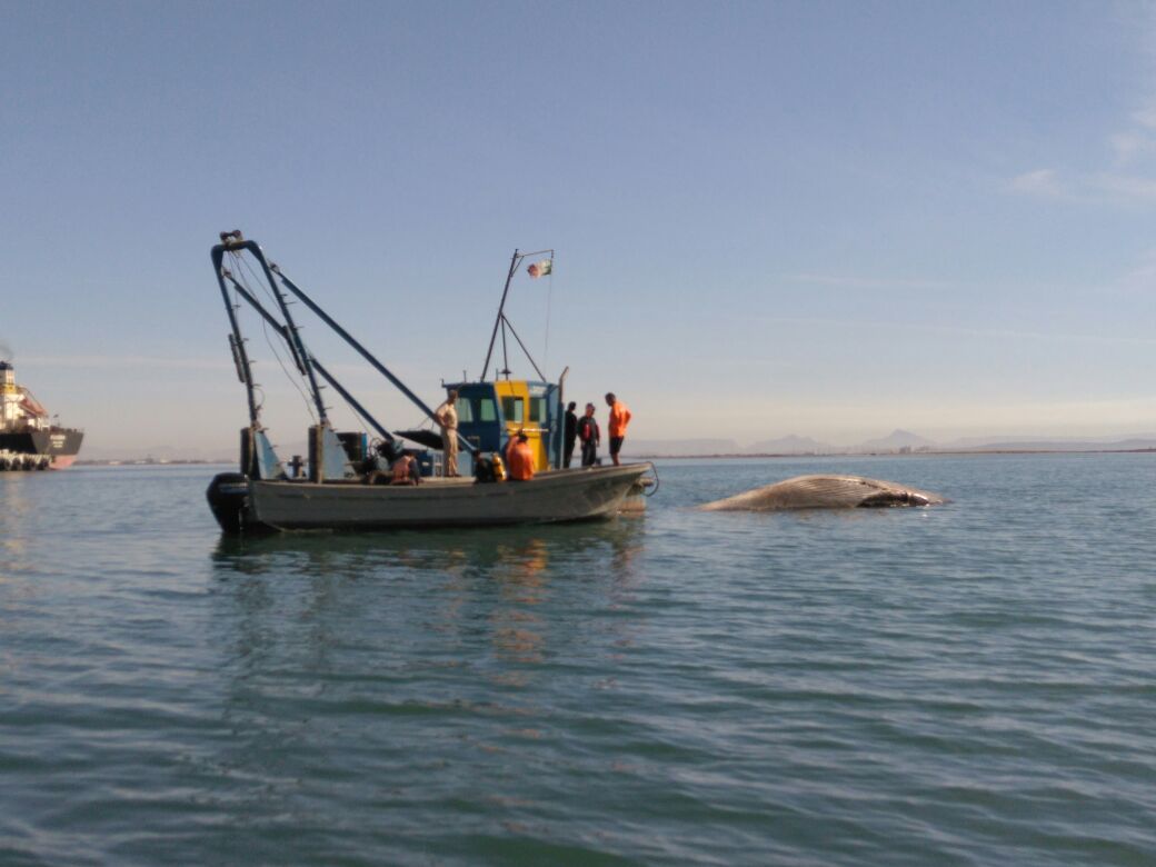 La Marina se encargó de llevar el cuerpo de la ballena mar adentro y hundirla.