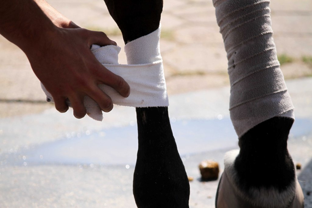 Los caballos utilizados en competencias olímpicas, son cuidados tanto como los jinetes