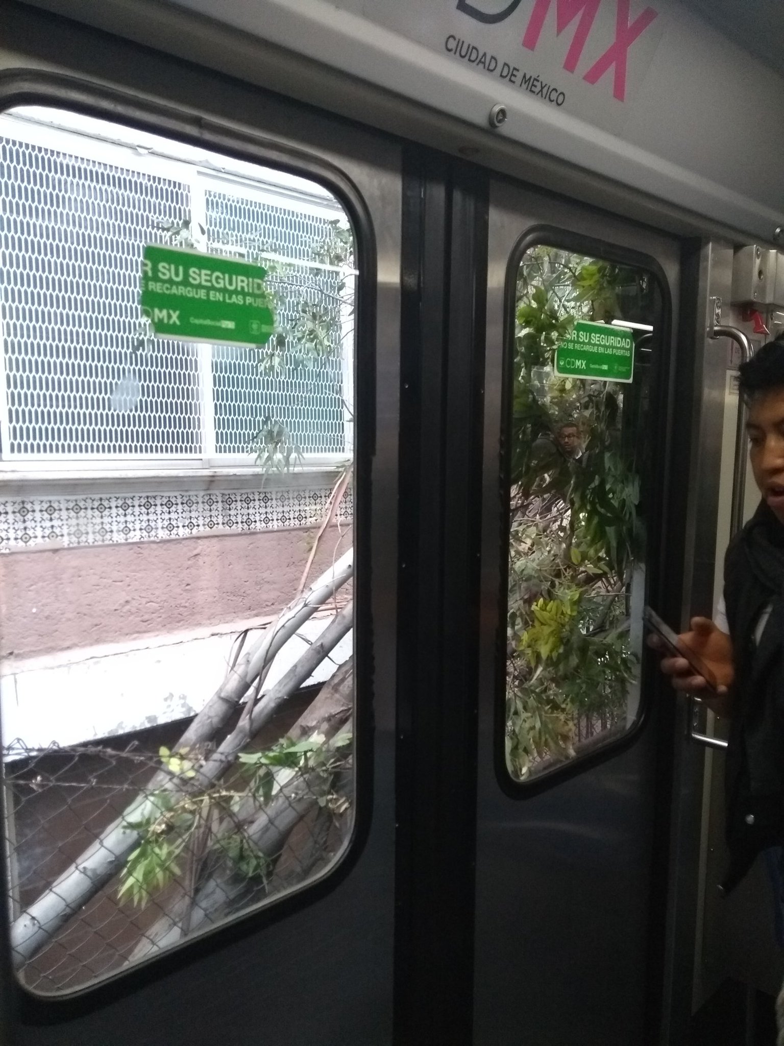 El árbol cayó cuando iba pasando el Tren Ligero.