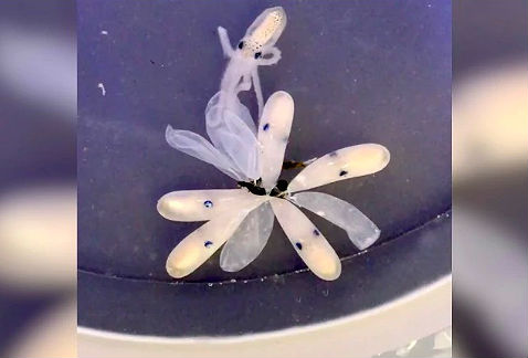 El momento en que el diminuto pulpo bebé llega al mundo…