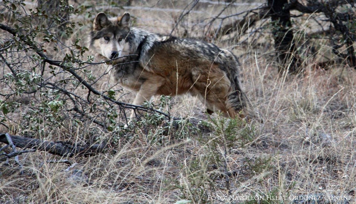 Los gobiernos de México y Estados Unidos trabajan en el Programa de Recuperación binacional del Lobo Mexicano.