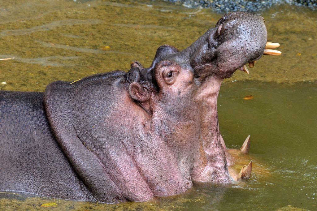 Karthik, un hipopótamo de 27 años, abre su boca dentro de su recinto en el Parque Biológico Bannerghatta.