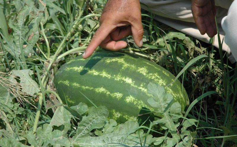 Productores de sandía. 