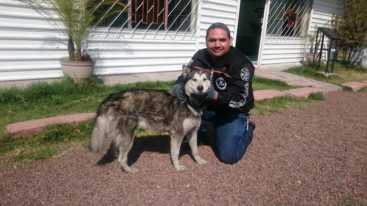 El animal fue trasladado al Centro de Transferencia Canina del Metro en espera de ser reclamado por sus dueños.