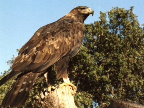 Solo hay registradas 37 parejas de águila real en Chihuahua.