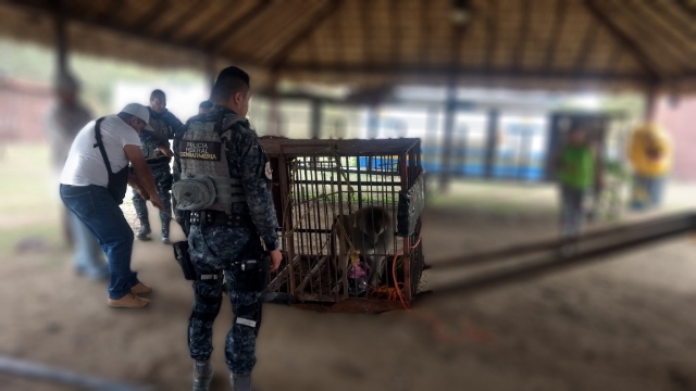 Gendarmería Nacional rescata a mono mandril en Altamira.
