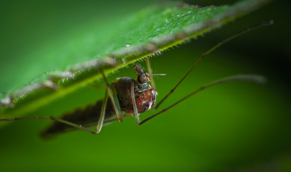 Estas plantas alejaran a los mosquitos y otros insectos. 
