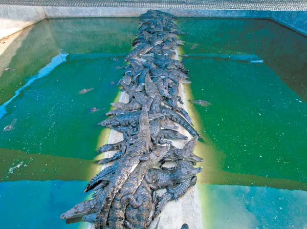 Crías de la especie "moreletii" en la granja de reproducción. 