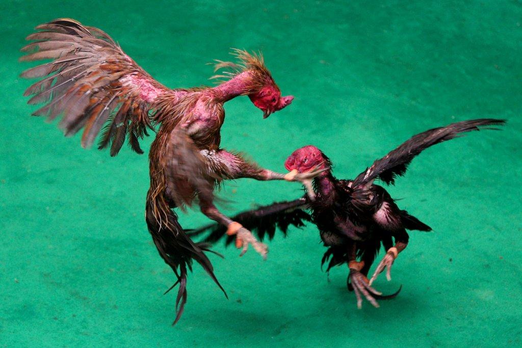 Gallos luchan por la mayor recompensa en efectivo de las peleas de gallos en la historia de Tailandia; por más de un millón de dólares.