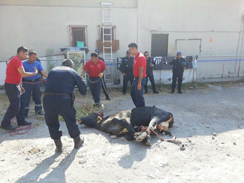 El animal fue atrapado por elementos de Protección Civil y policías de tránsito de Cuautla, Morelos.