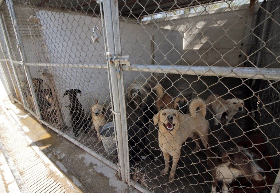 Mantienen suspendido el sacrificio de perros y gatos.
