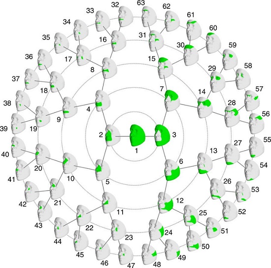 Los científicos pudieron identificar quince ubicaciones en el ADN y vieron que los loci genéticos vinculados a características faciales modulares. 