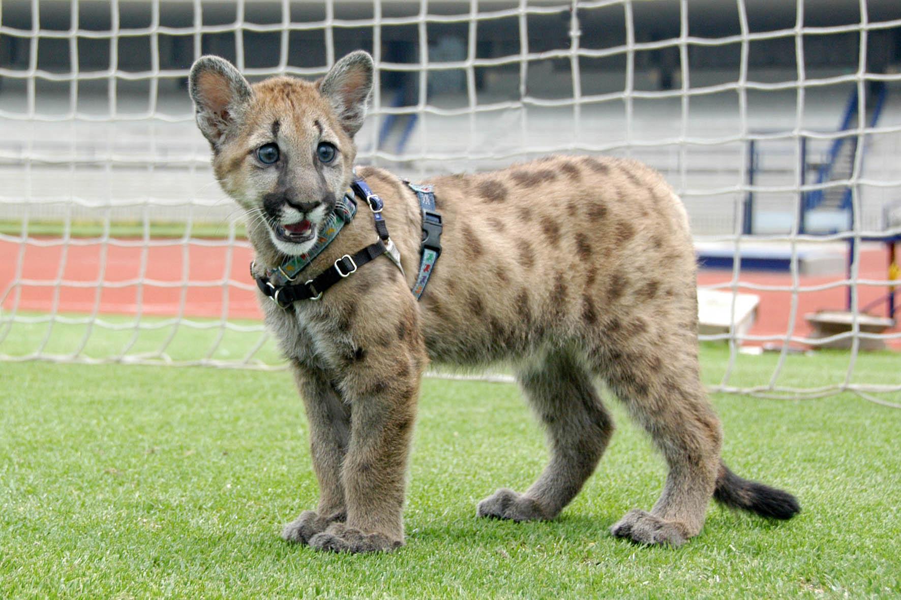 Iyari es la sucesora de Miztli; cuando la UNAM la adquirió tenía tres meses.