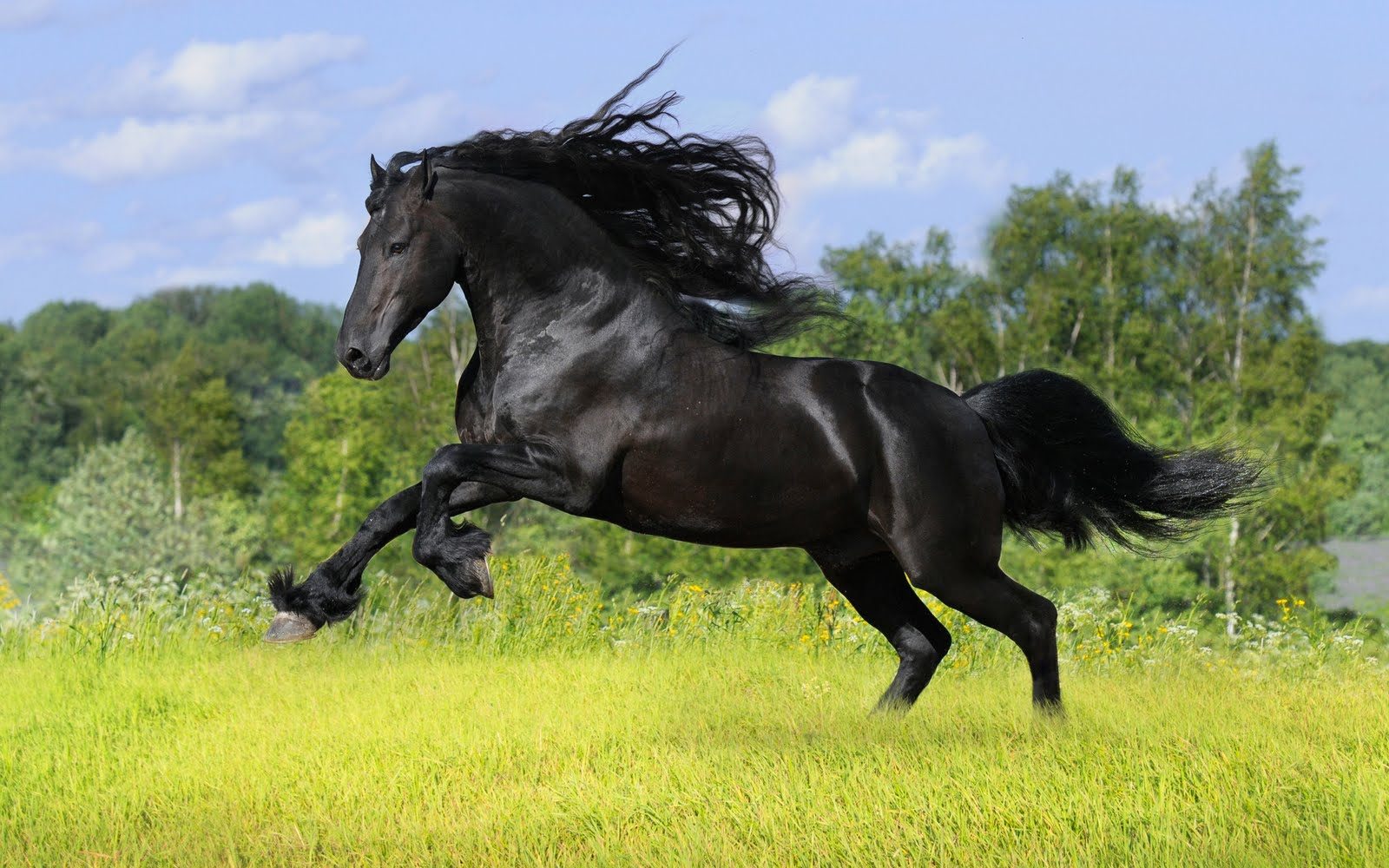 Con el nuevo descubrimiento, queda en incertidumbre el verdadero origen de las razas domésticas modernas de caballos.