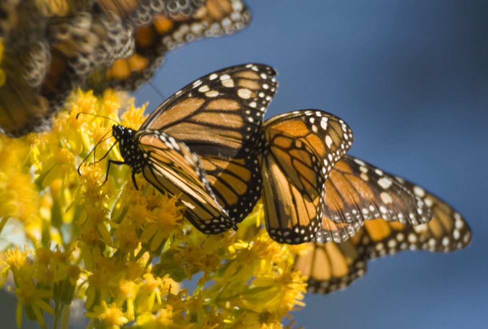 La Reserva de la Biosfera Mariposa Monarca cuenta con santuarios como Sierra Chincua, donde llegan las mariposas cada año.