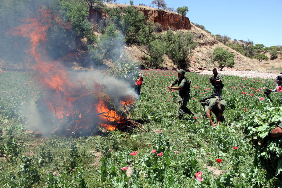 La detección de los campos de mariguana es notable debido al cambio de vegetación.