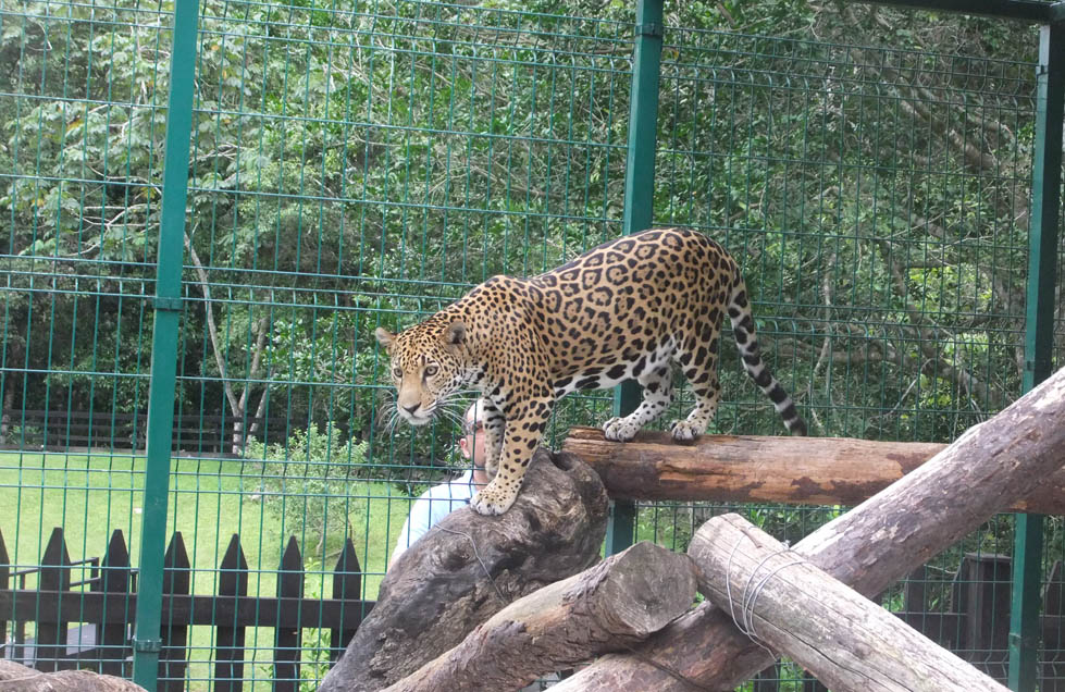 La conservación silvestre del jaguar afronta sus propias dificultades
