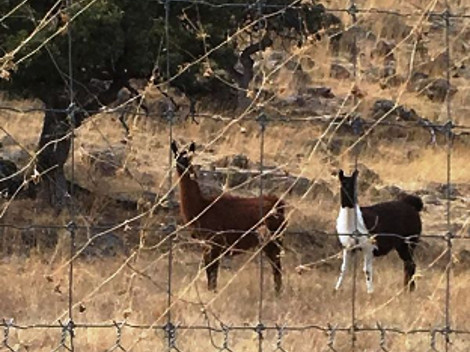 En los ranchos, ubicados en el municipio de Belleza había cinco llamas.