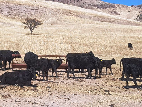 En otro de los ranchos había más de 450 cabezas de ganado bovino, algunas de ellas con arete de exportación con características similares a las proven