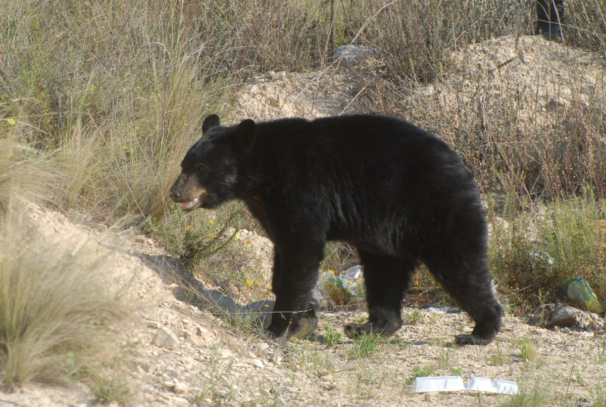 Coahuila tiene la mayor población de oso negro en México.