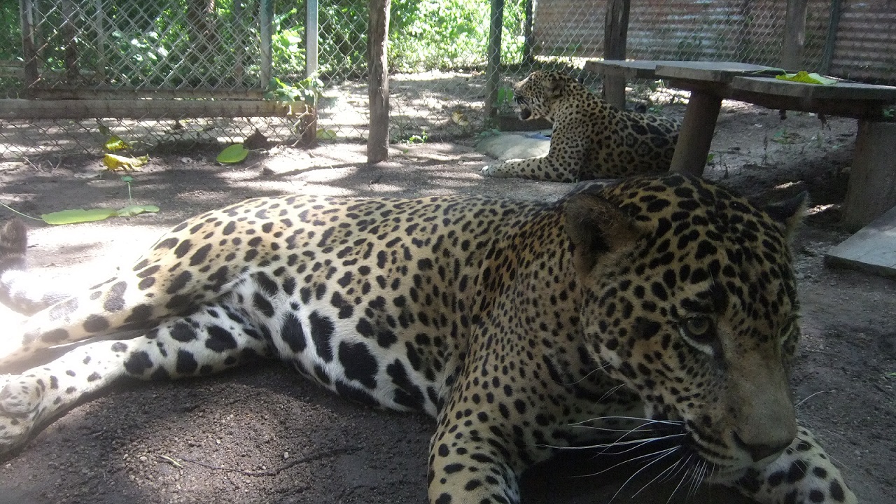 La Pecas y Lucky, los jaguares de la Uma de Cabo Corrientes
