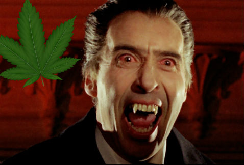 La empresa Phi Group cultivará cannabis en Transilvania.