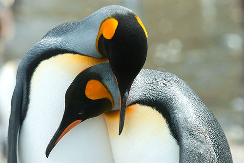 Esta especie es la segunda más grande después del pingüino emperador.