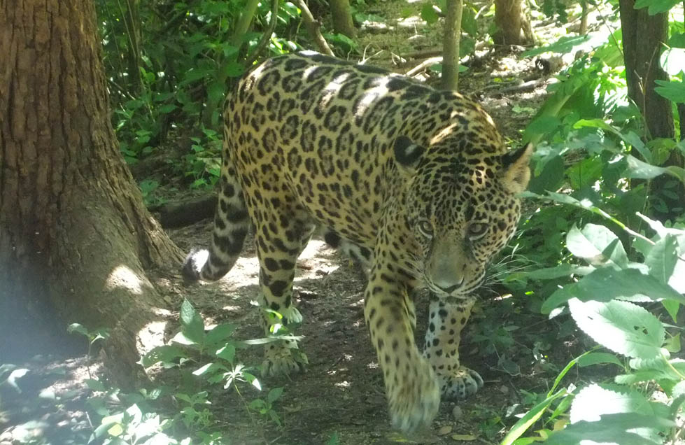 Es necesario mantener el proyecto para ver si la recuperación de los felinos es real.