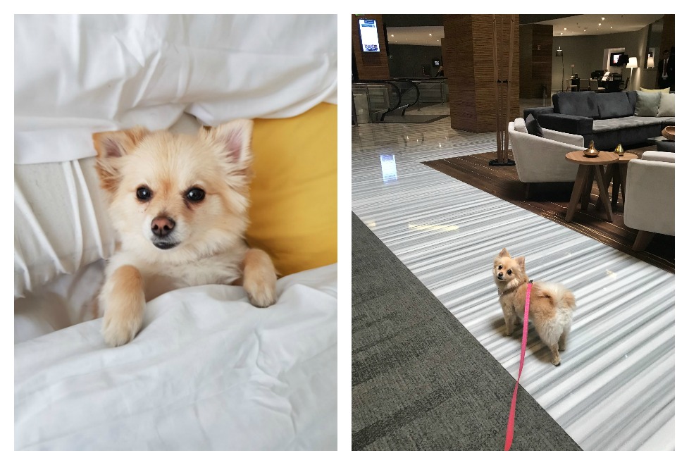Sigue nuestras recomendaciones para viajar y hospedarte con tu mascota.