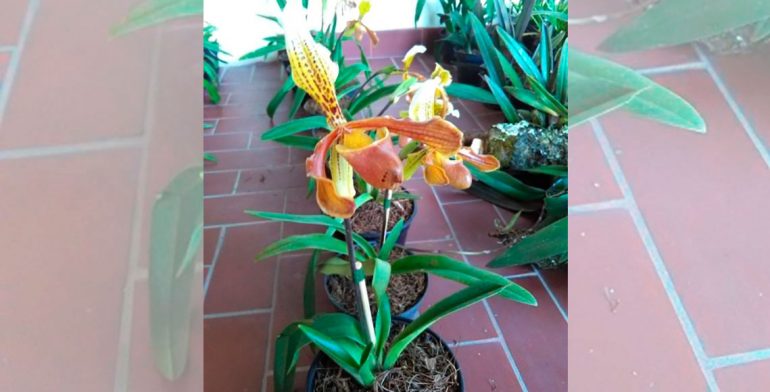 La Profepa decomisó 365 colonias de orquídeas en Oaxaca.