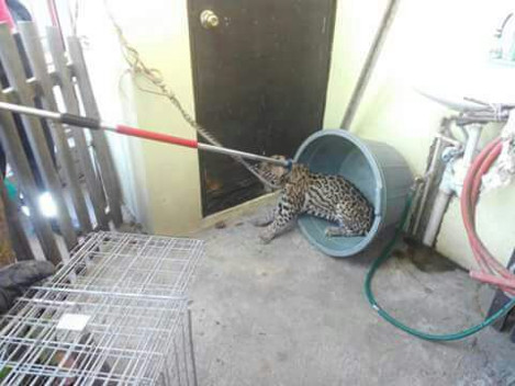 Luego de la investigación se determinó que el felino fue adquirido en el mercado negro, al igual que el tigre de bengala, decomisado el pasado fin de 