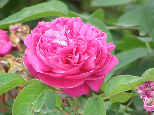La rosa de Castilla (Purshia plicata) crece en el semidesierto de Coahuila.