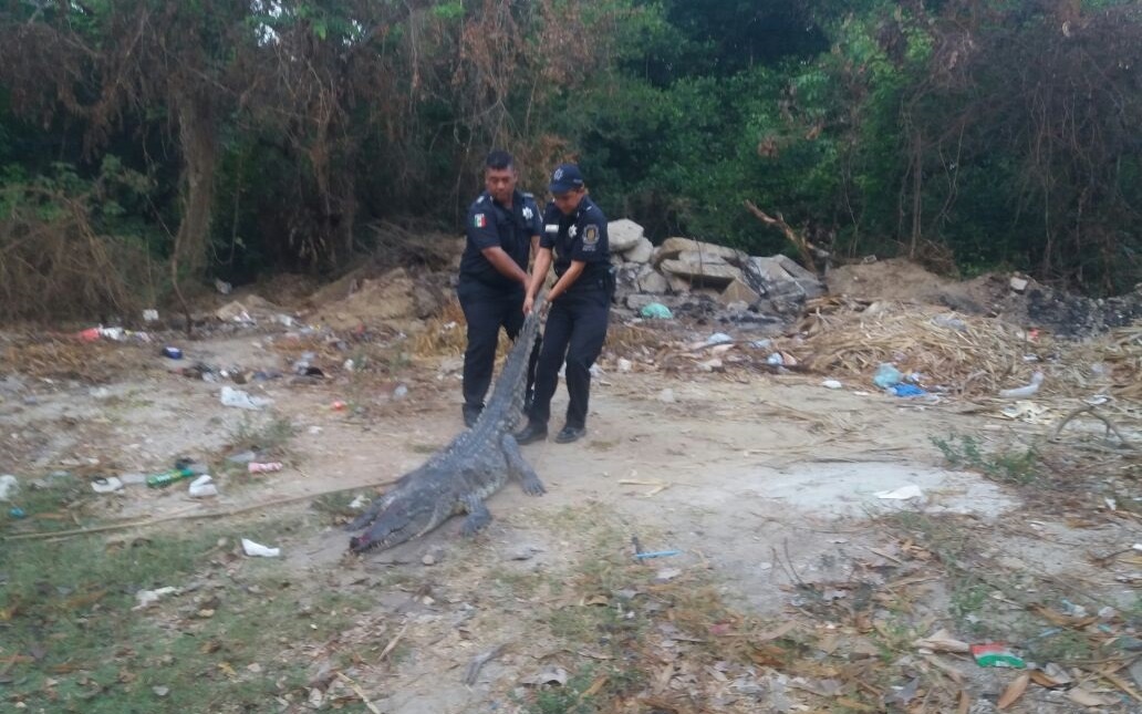El cocodrilo fue atropellado alrededor de las 03:00 horas.