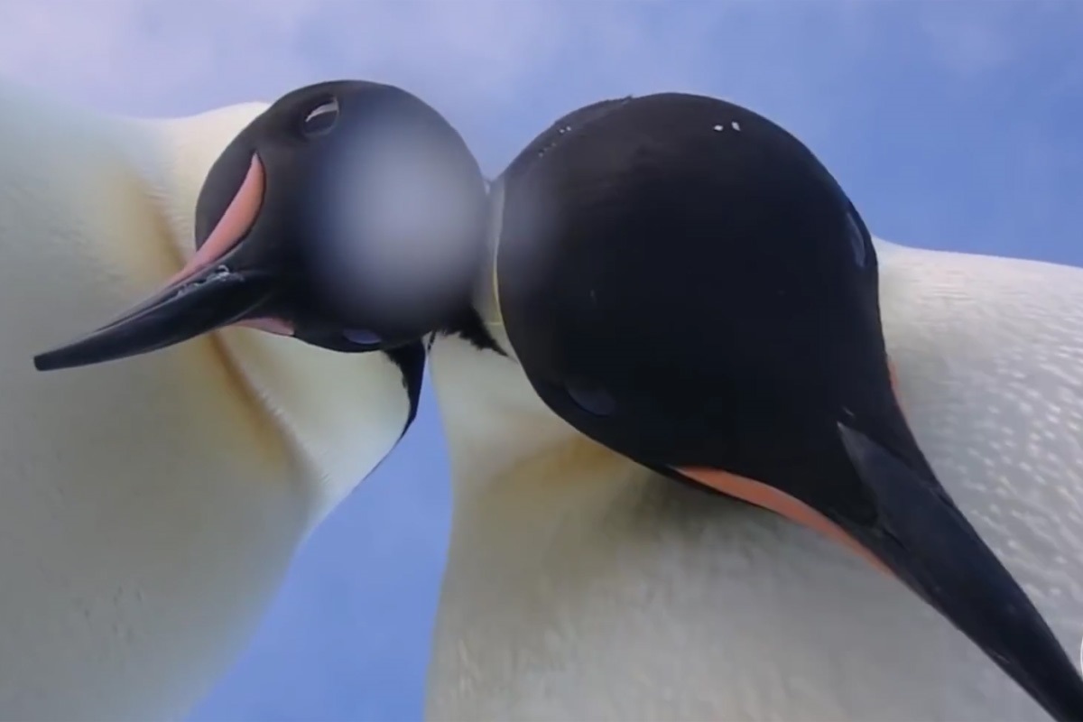 Los curiosos pingüinos se hicieron una 'selfie' accidentalmente.