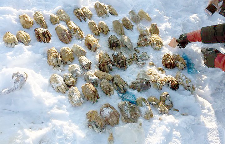 Un total de 54 manos humanas fueron halladas en una bolsa.