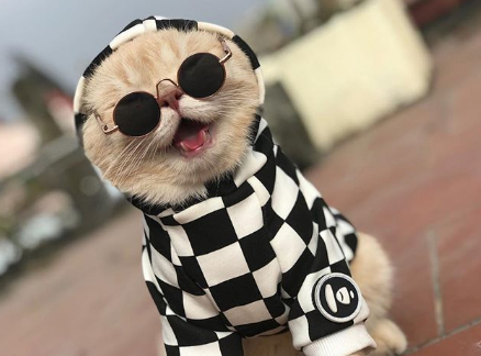 Dog tiene más de 58 mil seguidores en Instagram. 