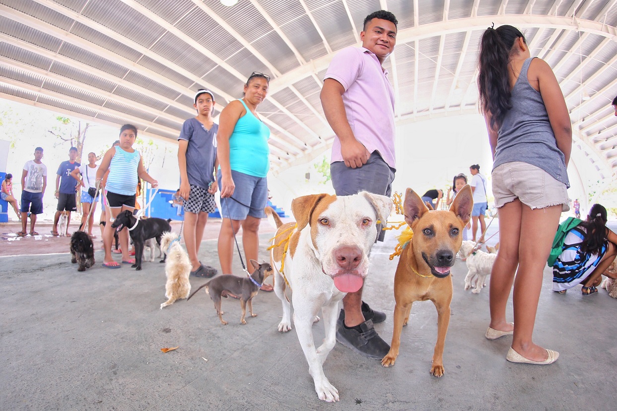 Las mascotas deben ser vacunadas al empezar el tiempo de calor