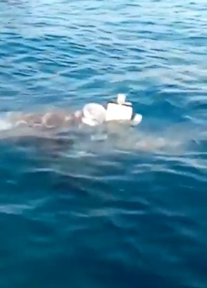 El objeto que flotaba en el mar fue analizado por elementos de la Marina, PF y corporaciones estatales.